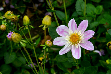 Fototapeta premium Dahlia, variete Impression Famoso