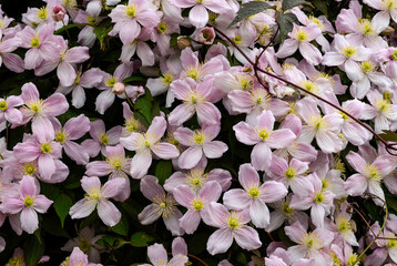 Clematis montana, Clematis montana