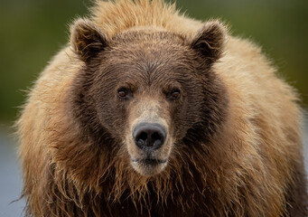 Fototapeta premium Brown bear in Katmai, Alaska