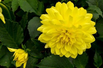 Dahlia, variete Yellow Happiness