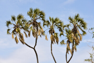 Palmier Doum, Hyphaene thebaica, Parc national de Samburu, Kenya, Afrique de l'Est