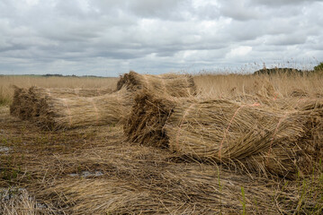 récolte des roseaux, roseliere, Phragmite, Phragmites australis, Maris de la Vilaine, 35, Ille et...