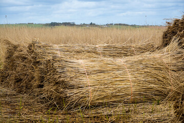 récolte des roseaux, roseliere, Phragmite, Phragmites australis, Maris de la Vilaine, 35, Ille et...