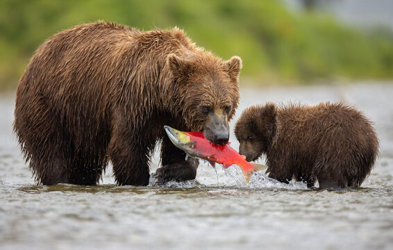 Brown bear fishing for salmon in Alaska