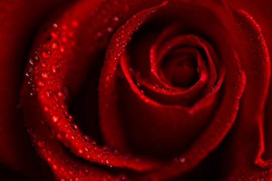 A stunning macro shot of a vibrant red rose covered in glistening dew drops, capturing elegance and romance in nature.