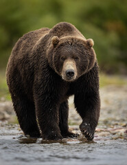 Brown bear in Katmai, Alaska
