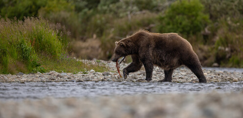 Brown bear in Katmai, Alaska