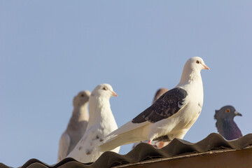 Pigeons perched on a roof top in perfect details.