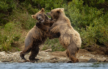 Grizzly bears fighting in Alaska