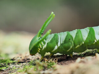 Dragon-headed caterpillar before becoming a butterfly