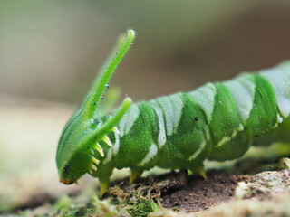 Dragon-headed caterpillar before becoming a butterfly