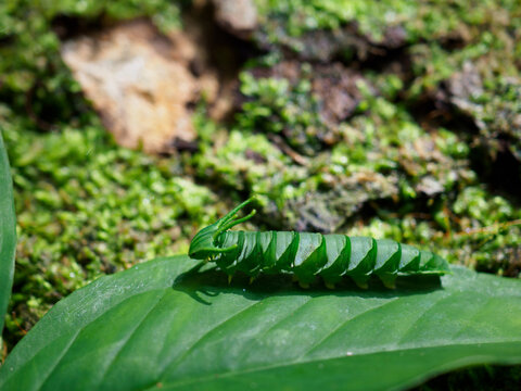 Dragon-headed caterpillar before becoming a butterfly