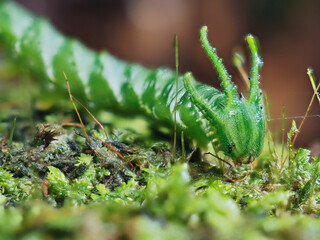 Dragon-headed caterpillar before becoming a butterfly