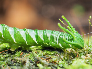 Dragon-headed caterpillar before becoming a butterfly