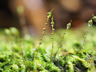 Dew drops on moss and ferns