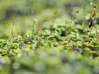 Dew drops on moss and ferns