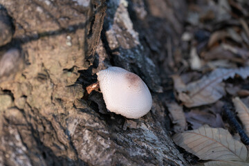 木に生える白いキノコ