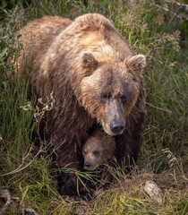 Fototapeta premium Brown bear in Katmai, Alaska