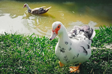 A closeup shot of cute ducks swimming in a pond