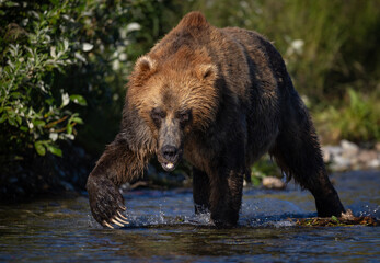 Brown bear fishing for salmon in Alaska