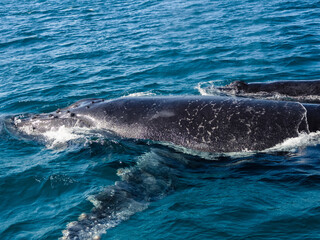 Fototapeta premium Whale ocean wildlife