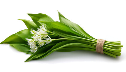 Fototapeta premium Wild Garlic Cluster: Freshly Foraged Ramsons Bundle on Clean White Canvas