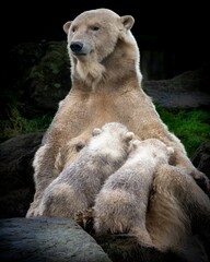 Polar bear sitting with two cubs nursing in a natural setting