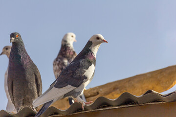 Pigeons perched on a roof top in perfect details.