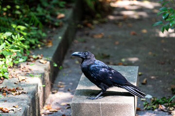 公園を歩き回るカラス