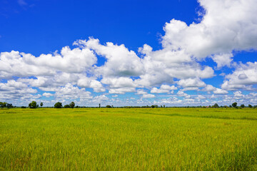 Paddy field in the farmland with a lot of clouds on the blue sky in sunny day