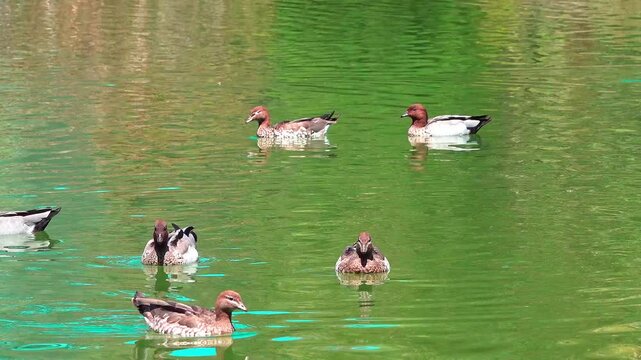 Mallard ducks 