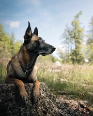 Belgian Malinois dog resting on a tree stump in a forest with a clear blue sky