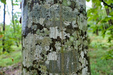 European Beech Tree (Fagus sylvatica) covered in a mosaic of fungi, mosses and lichens such as...