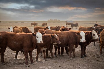 Cattle herd in a field at sunset