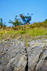 Bird perched on a rocky cliff with green grass and blue sky.