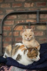 Two cats resting on a blanket with a brick wall background.