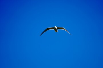 Seagull in flight against a clear blue sky.