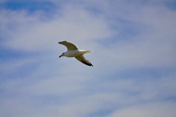 Seagull in flight against a cloudy sky.