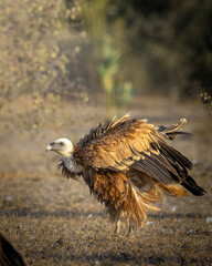 Eurasian Griffon is making a comeback in India thanks to the conservation efforts at Jorbeer, Bikaner.