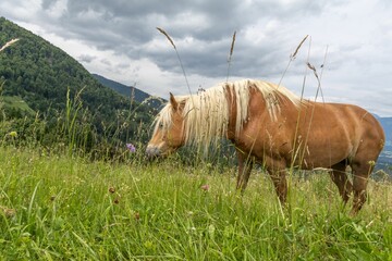 Horse grazing in a lush meadow with mountain backdrop.