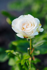 vertical of a white Garden rose plant in bloom season, on a sunny day against blur nature background