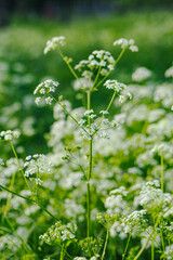 vertical footage of blooming Cow Parsley plants on a sunny day against blur nature background