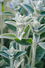 Close-up of fuzzy green lamb's ear plants with soft leaves in a garden setting