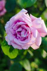 vertical of Pink 'Mainzer Carnival' flower in bloom against blur nature background on a sunny day