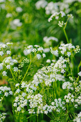 Close-up of white wildflowers in a green meadow on a sunny day