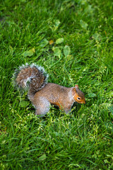 Fototapeta premium Close-up of a squirrel on green grass in a park during the daytime