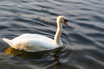 Obraz premium Graceful swan swimming in calm water during a sunny day