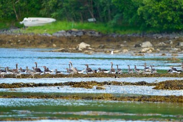 flock of Anser anser, or gray geese moving toward the water at Fladsetoeya marina during the daytime