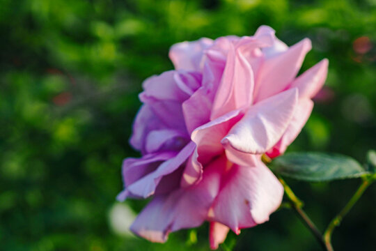 Closeup of Pink 'Mainzer Carnival' flower in bloom against blur nature background on a sunny daa