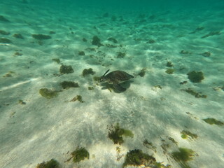 Tortue Petite Terre Guadeloupe